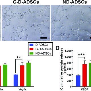 denise hermes maastricht university|Glyoxalase 1 overexpression improves neurovascular .